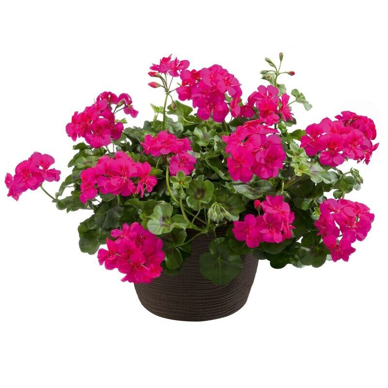 Пеларгонія ампельна Allegria Hot Pink