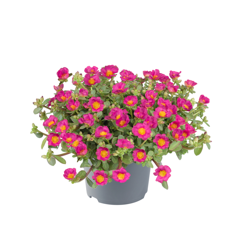 Портулак Pazzaz Nano Fuchsia (180 палета/Florensis)