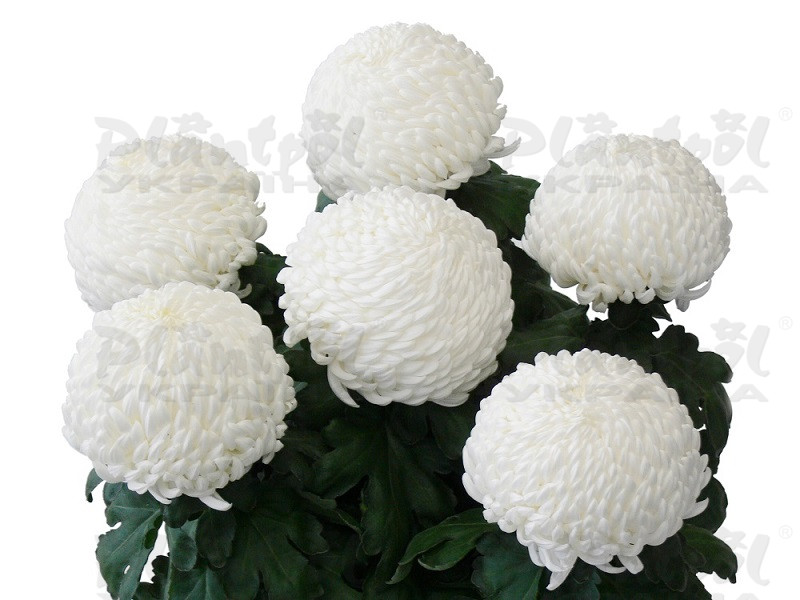 Хризантема великоквіткова горшкова Sunberry White
