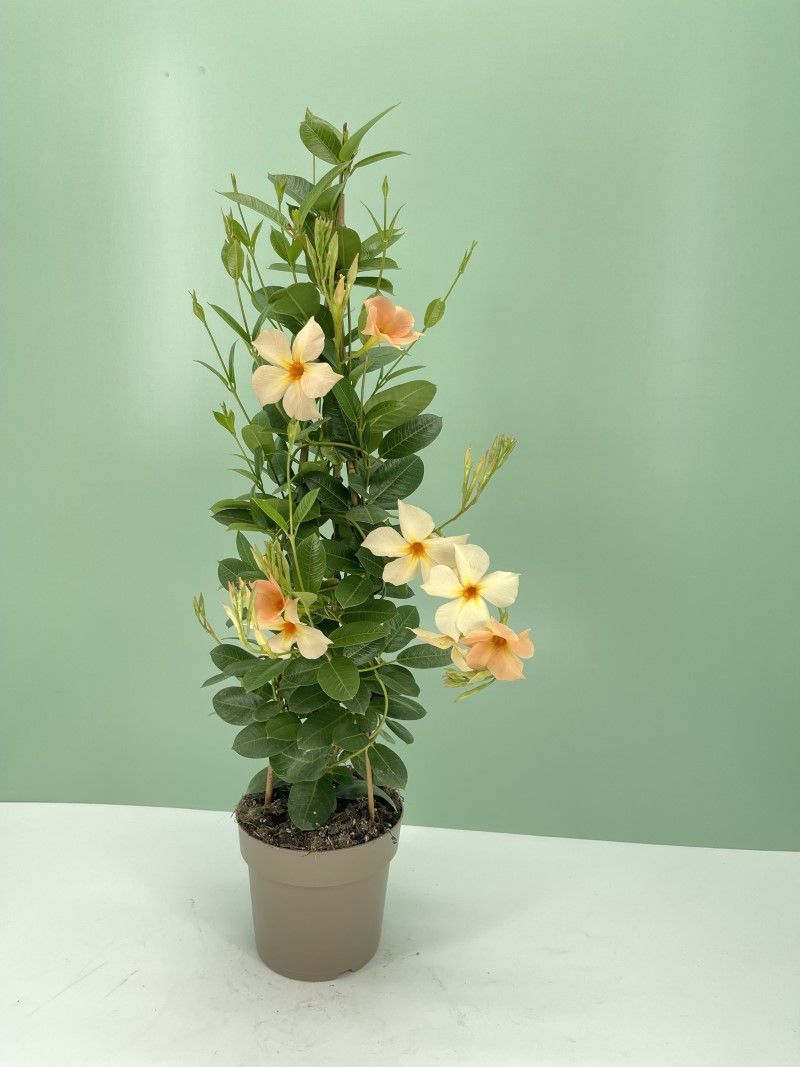 Дипладенія Bella Sunrise (Plantpol)