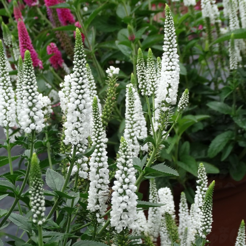 Вероніка First Lady (Vitroflora)