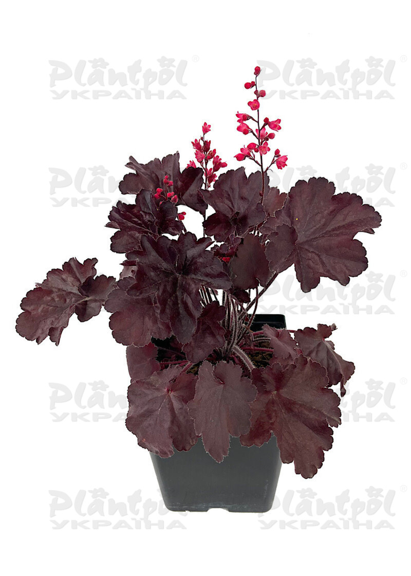 Гейхера Black Forest Cake (Vitroflora)