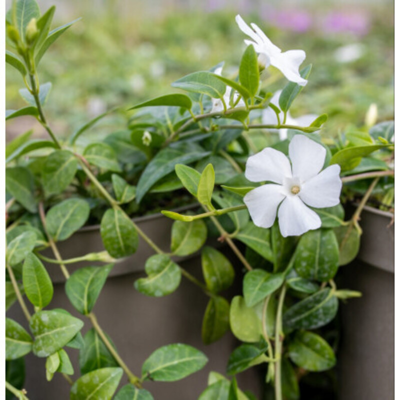 Барвінок (Vinca) minor Alba (180 палета/Florensis)