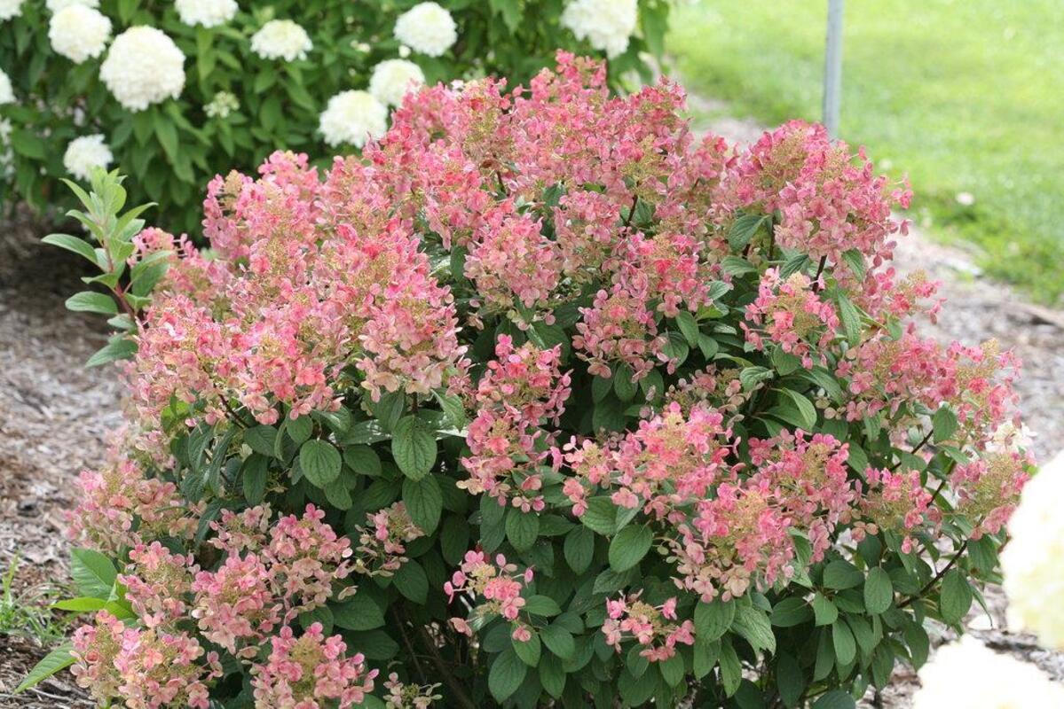Гортензія paniculata  Little Quick Fire (напівпродукт)
