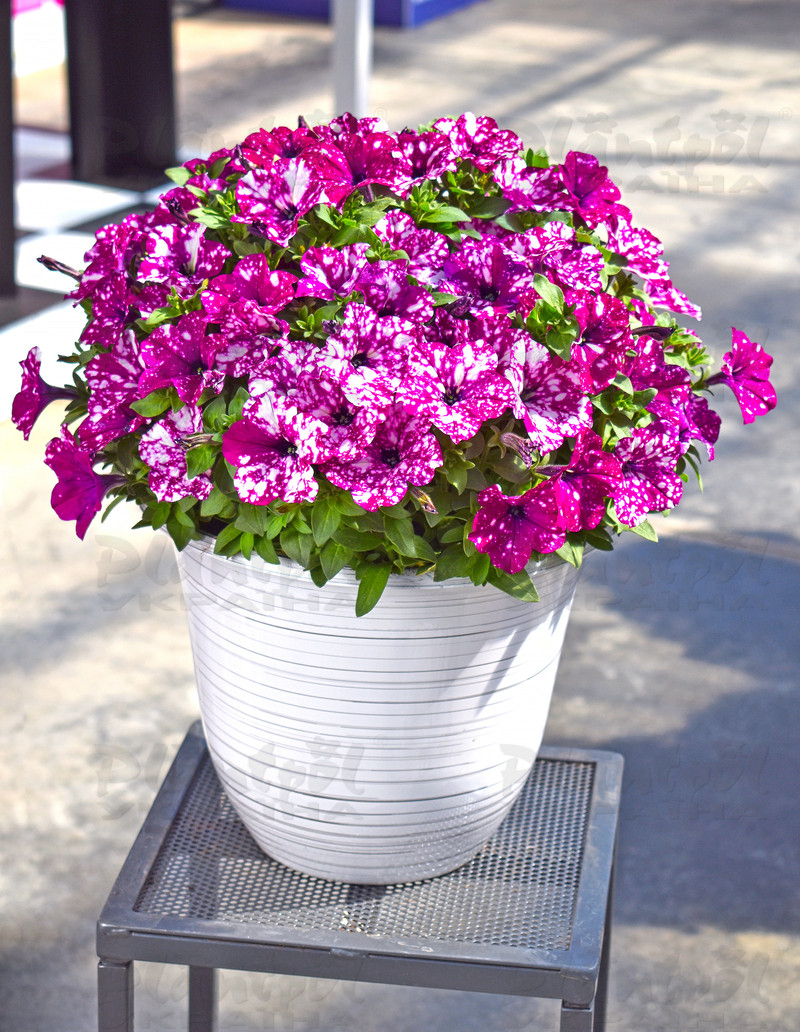 Петунія Discoball Purple