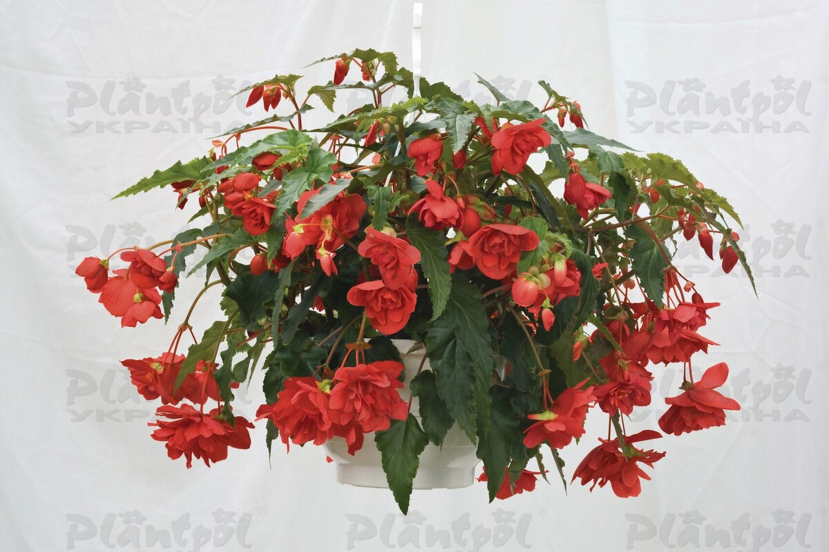 Бегонія Тuberhybrida Illumination® F1 Rose (84 палета/Florensis)