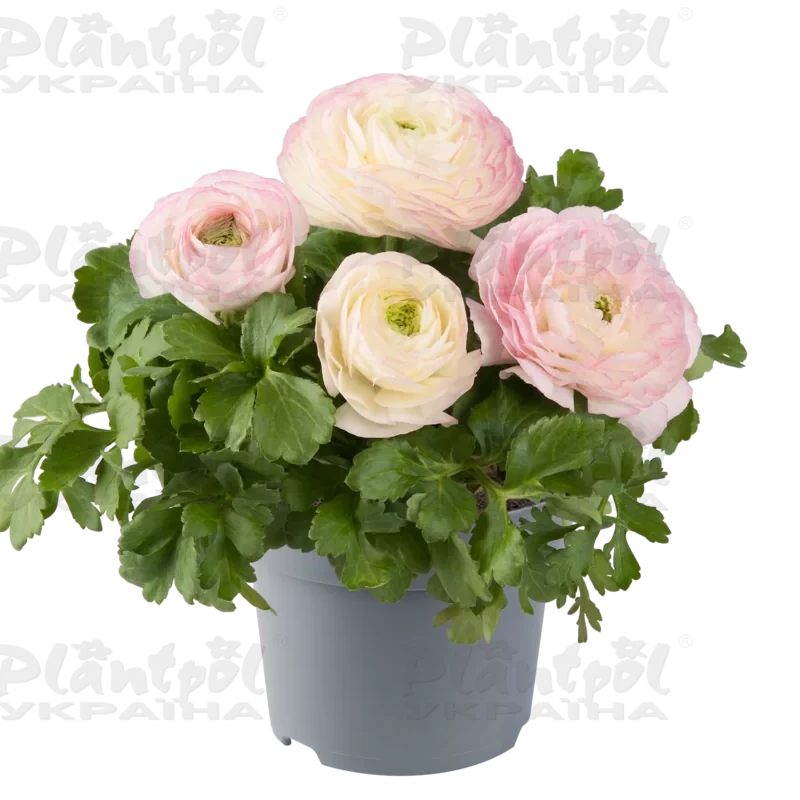Жовтець Ranunculus Vortex F1 Pink Bicolour (180 палета/Florensis)