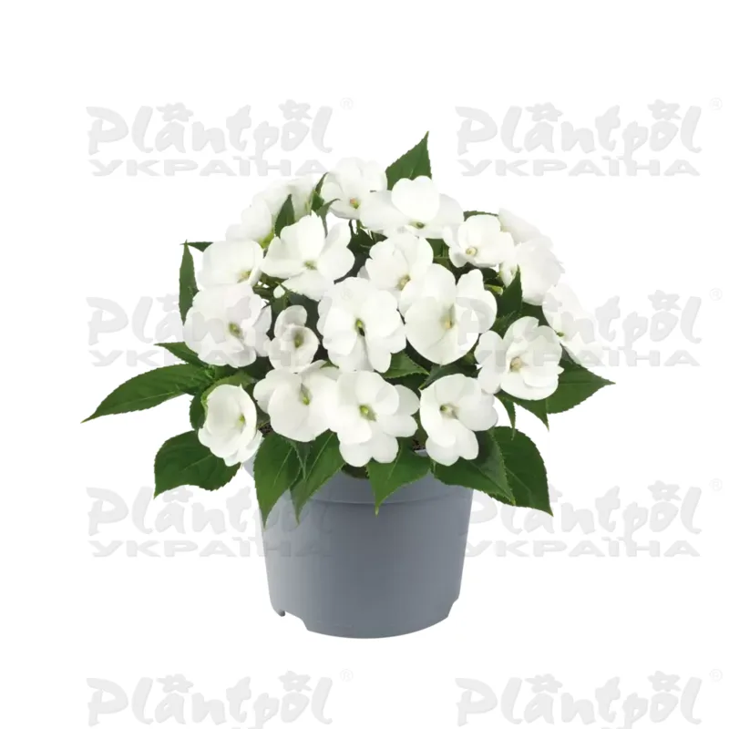 Імпатієнс Sunpatiens Compact White