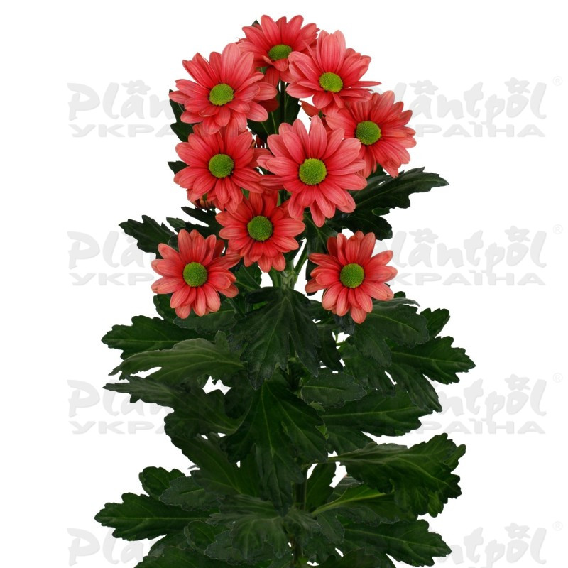 Хризантема зрізна галузкова Ballerina`s Cherry (Vitroflora)