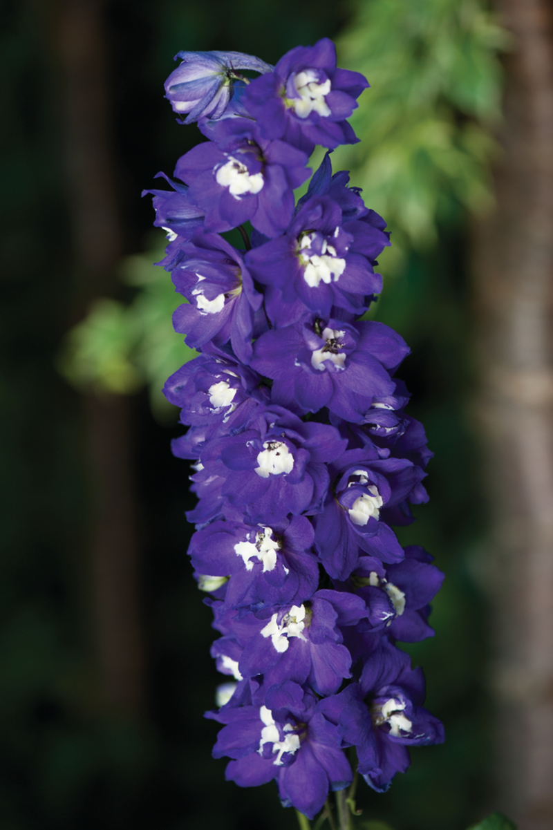 Дельфініум Magic Fountain Dark Blue White Bee (84 палета/Florensis)