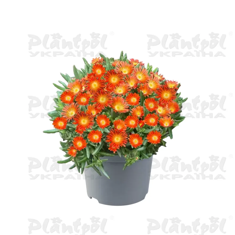 Делосперма Ocean Sunset Scarlet Flare (128 палета/Florensis)