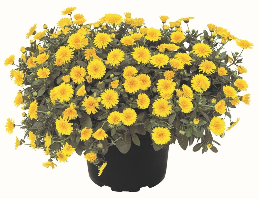 Календула PowerDaisy Sunny