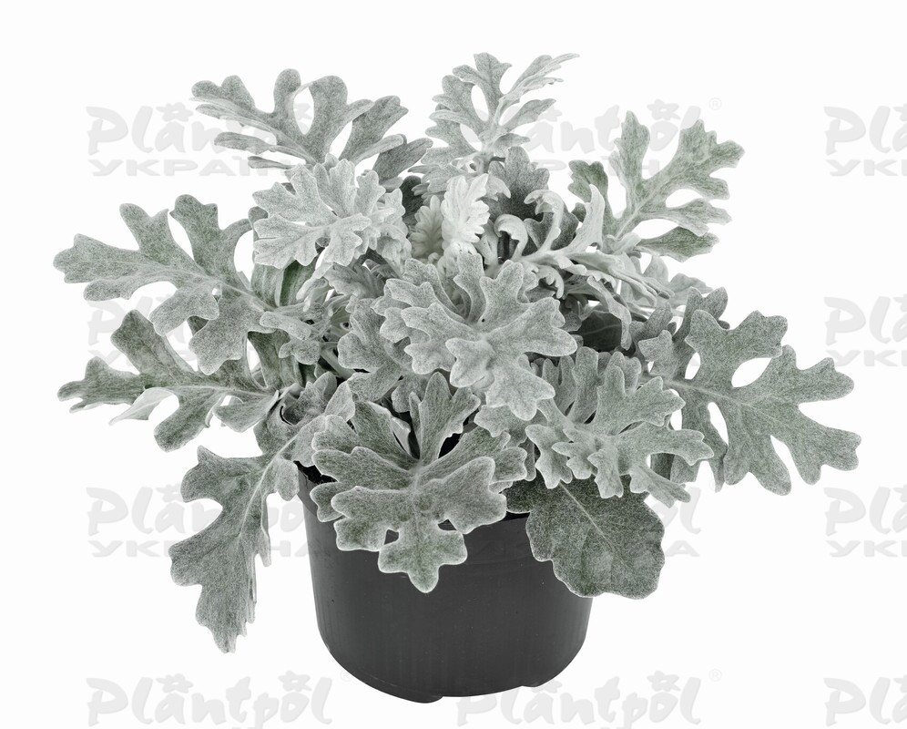 Цинерарія maritima Silver Dust (510 палета/Florensis)