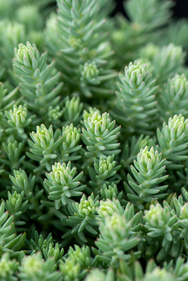 Седум ґрунтопокривний Blue Spruce (Vitroflora)