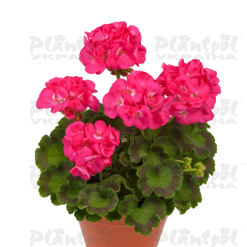 Пеларгоні зональна Zonale Dazzling Pink