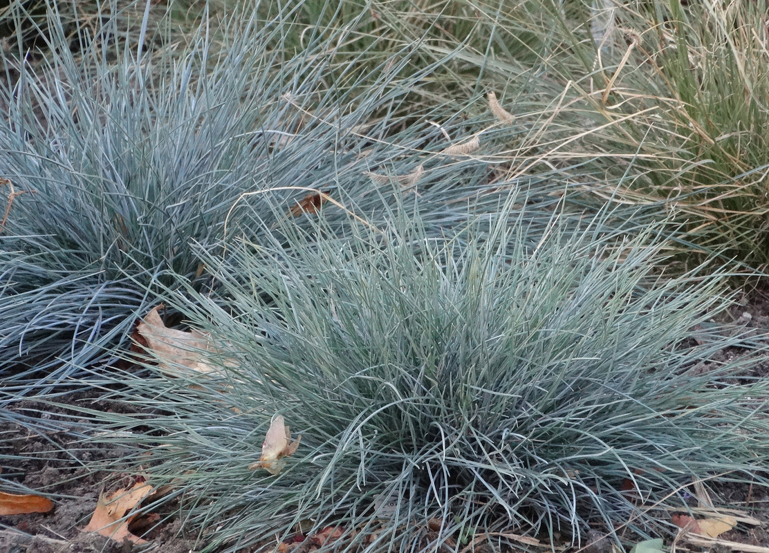 Фестука glauca Azurit (Vitroflora)