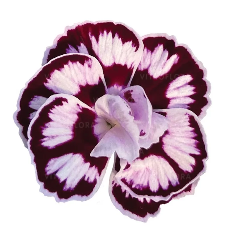 Фото 1