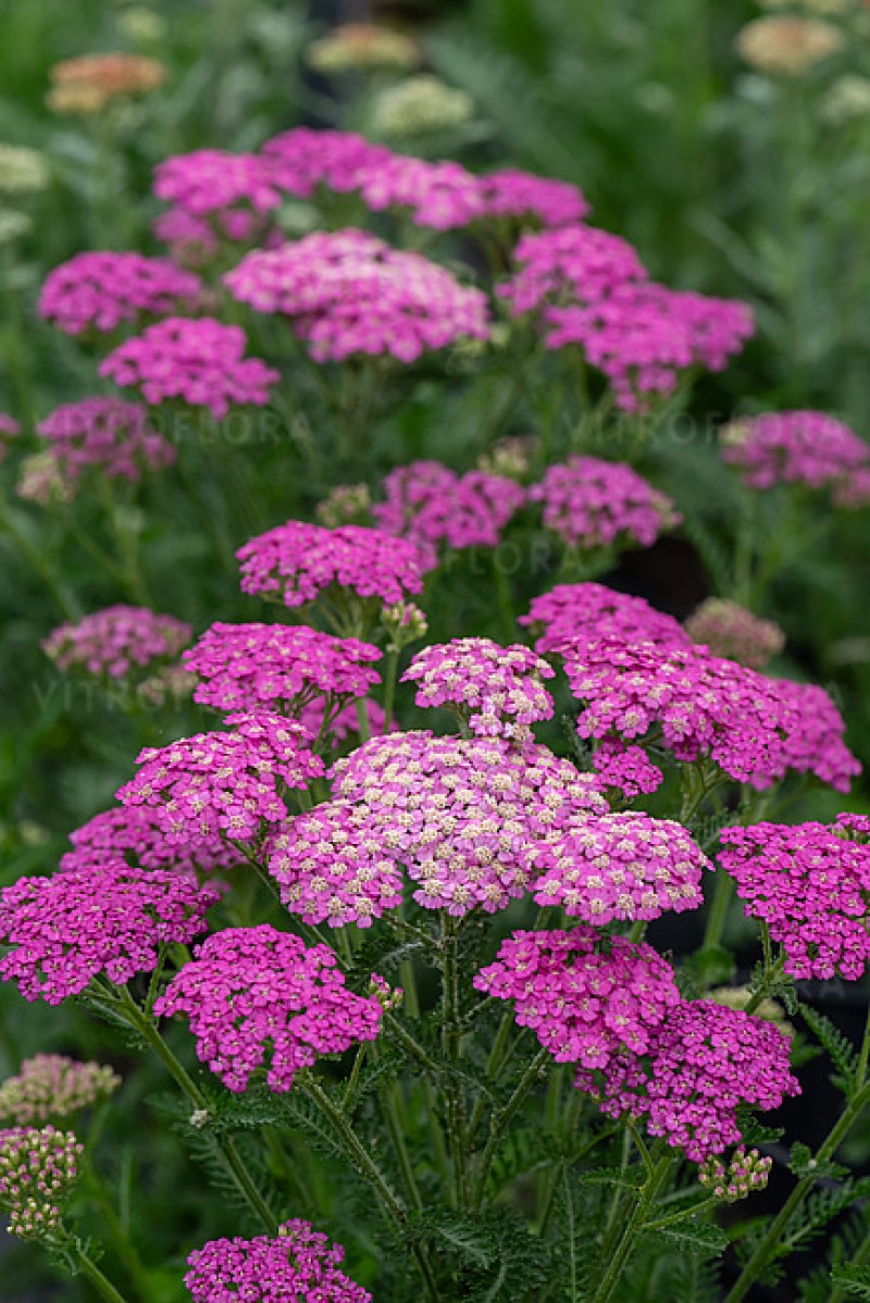 Ахілея Pretty Belinda (Vitroflora)