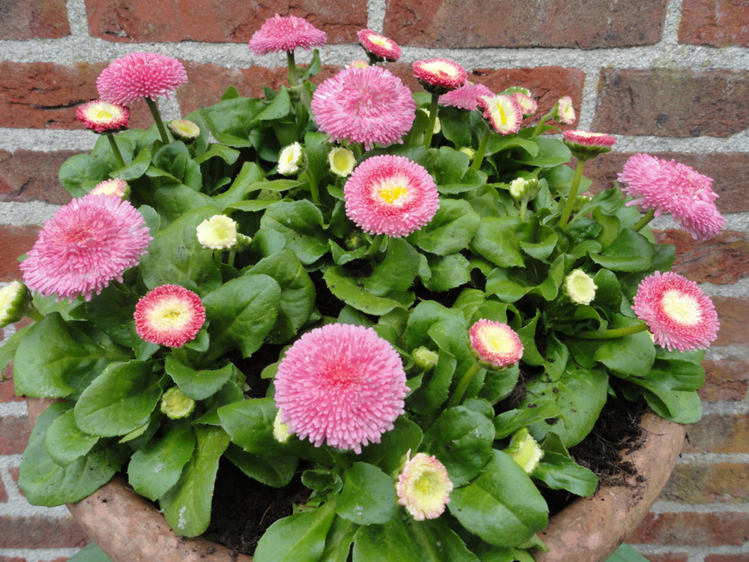 Стокротки bellis perennis Bella Pink (288палета)