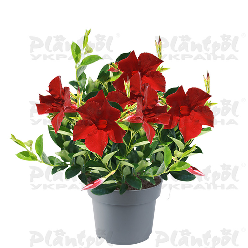 Дипладенія (Сундавіл) Mandevilla Jade Grenat
