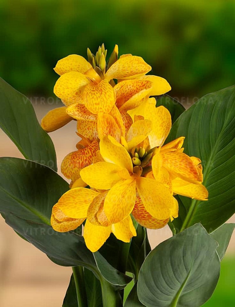 Канна CannaSun Amalia (Vitroflora)