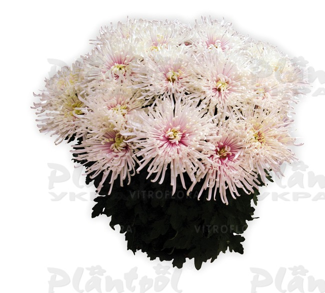 Хризантема великоквіткова горшкова Chusan Blanc (Vitroflora)