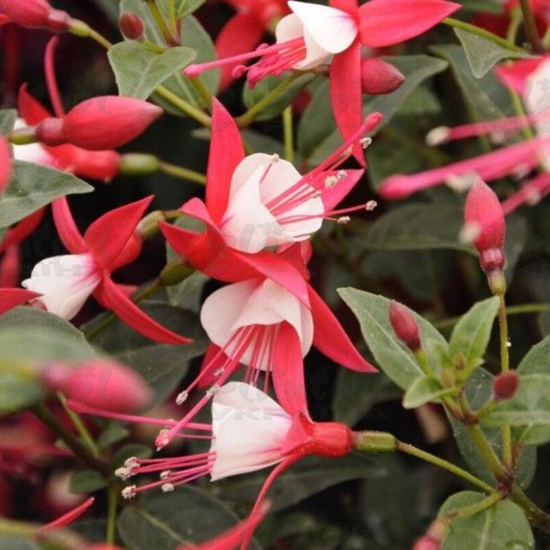 Фуксія Shadow Dancer Helena