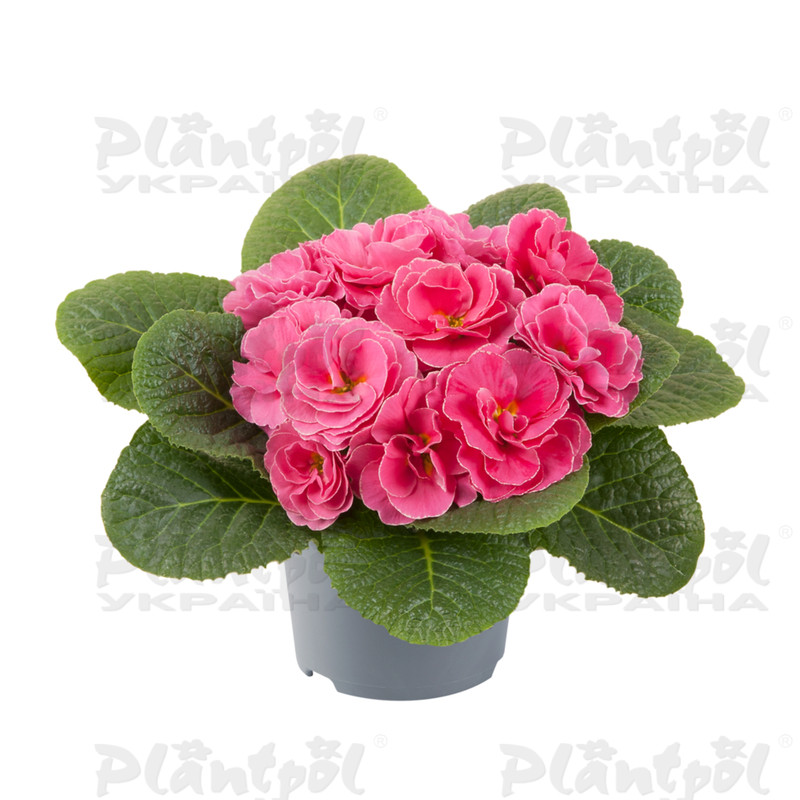 Примула vulgaris Pom Pom F1 Early Bonbon Rose