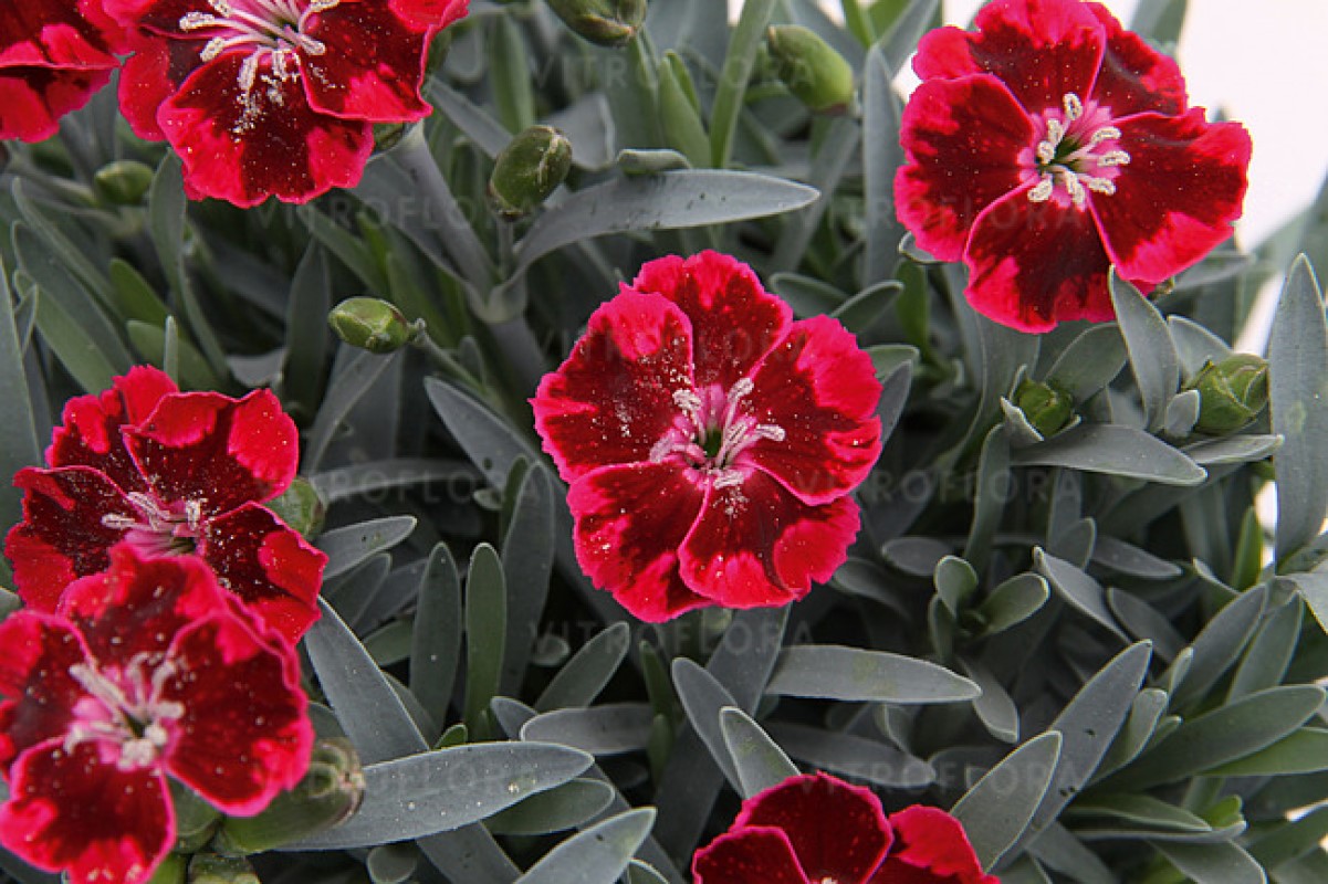 Гвоздика Diantica Velvet