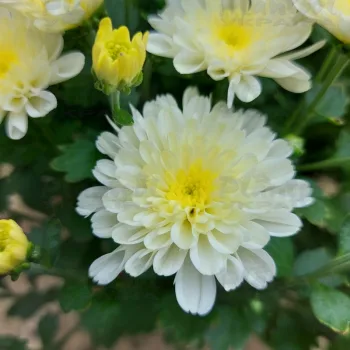 Фото 6