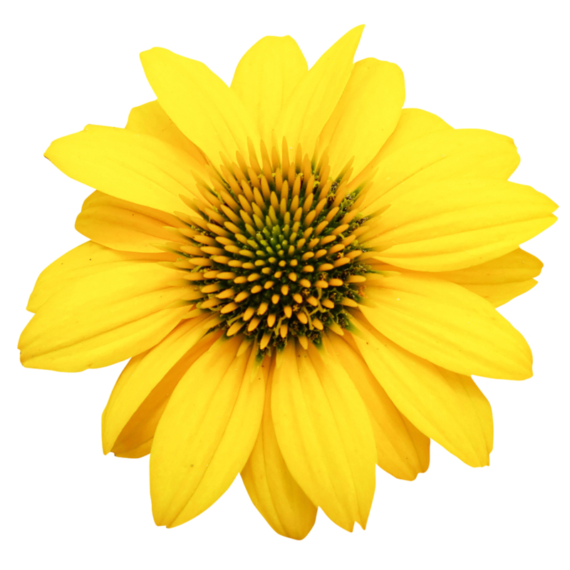 Ехінацея звичайна низька Sombrero Compact Yellow (84 палета/Florensis)