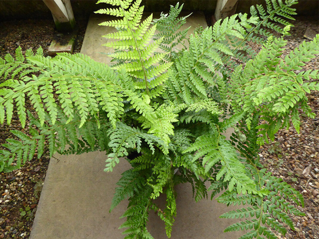 Папороть dryopteris Shaggy Shield Fern