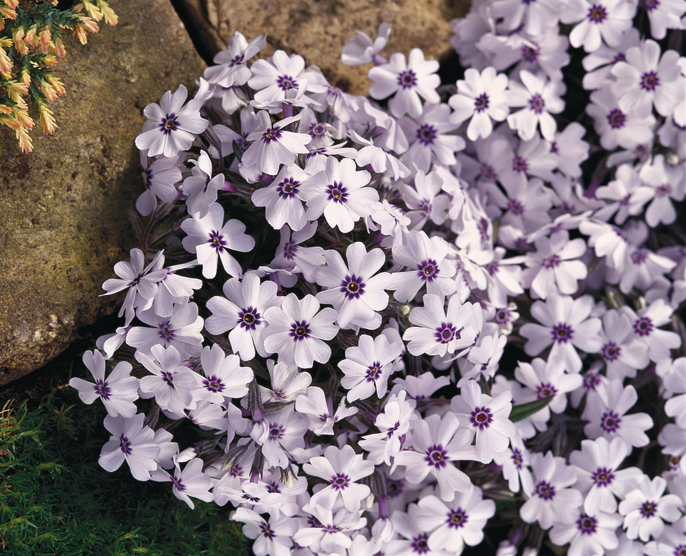 Флокс subulata Bavaria (Vitroflora)
