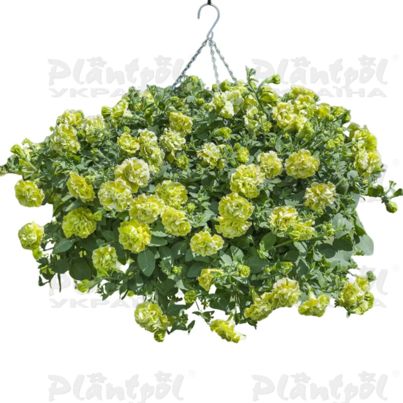 Петунія Tumbelina Matilda