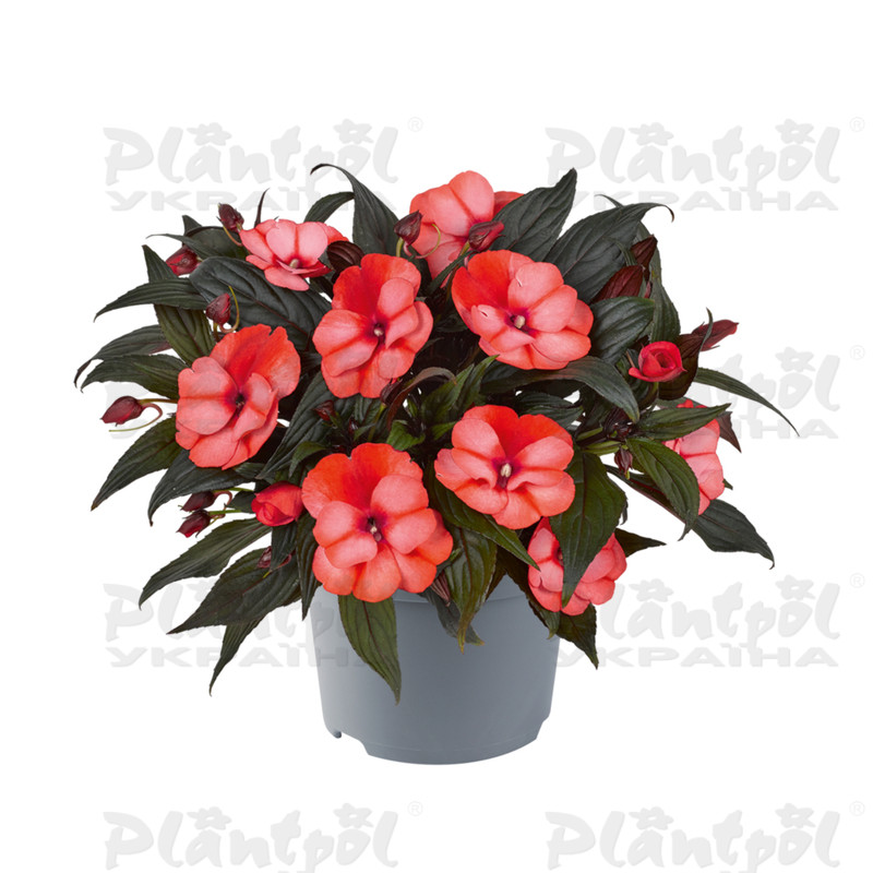 Імпатієнс New Guinea Clockwork DL Bicolour Orange