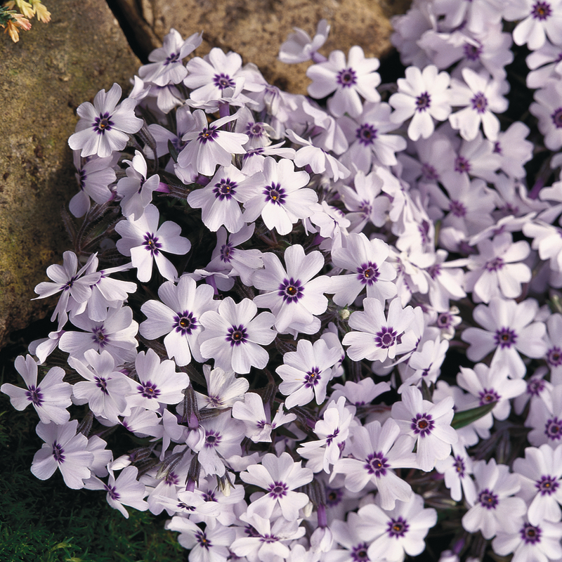 Флокс subulata Bavaria (Vitroflora)