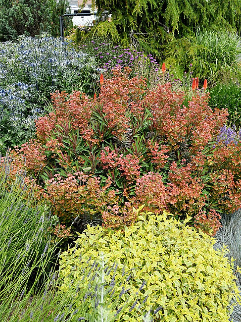 Еуфорбія Galaxy Glow (Vitroflora)
