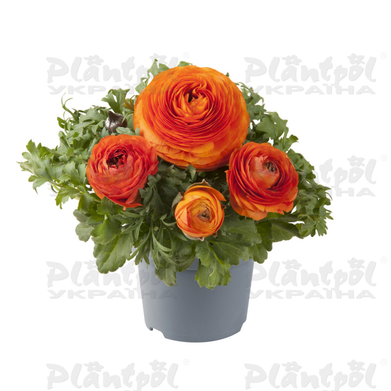 Жовтець Ranunculus Vortex F1 Orange Pink