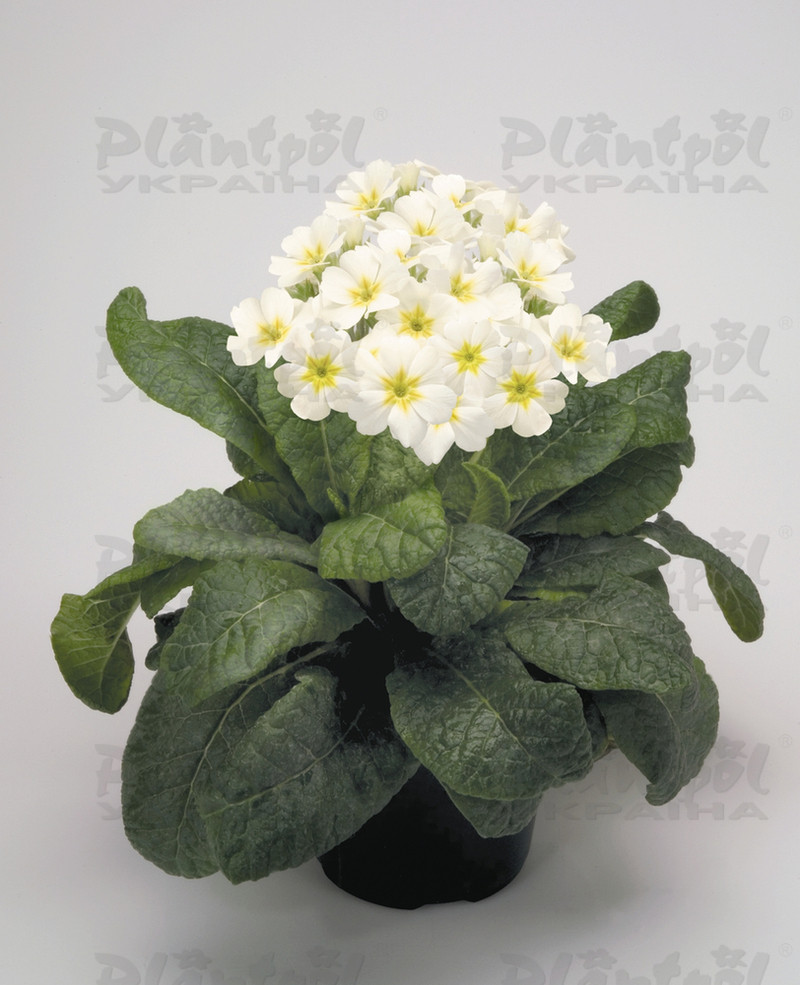 Примула elatior Crescendo F1 White