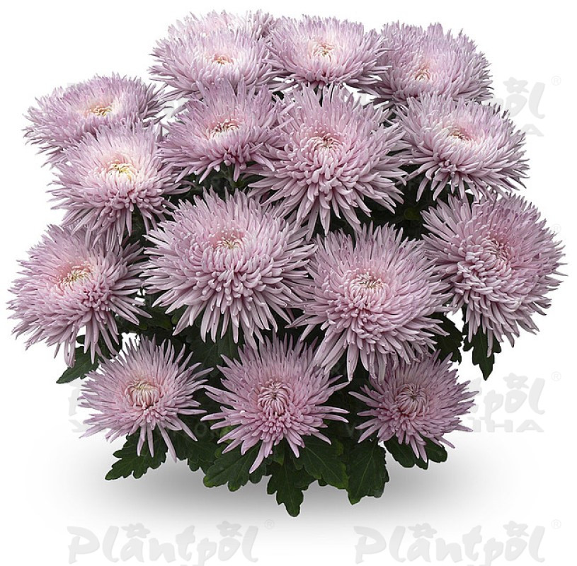 Хризантема великоквіткова горшкова Alaka Rose (Vitroflora)