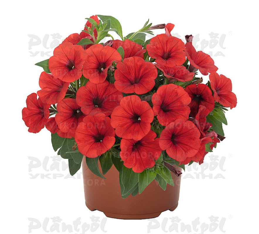 Петунія Sweetunia Red 2026