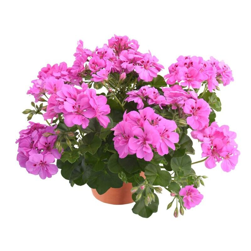 Пеларгонія ампельна Allegria Amethyst