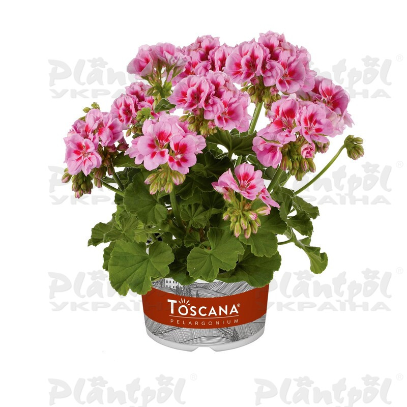 Пеларгонія зональна Trend Vera Pink Eye
