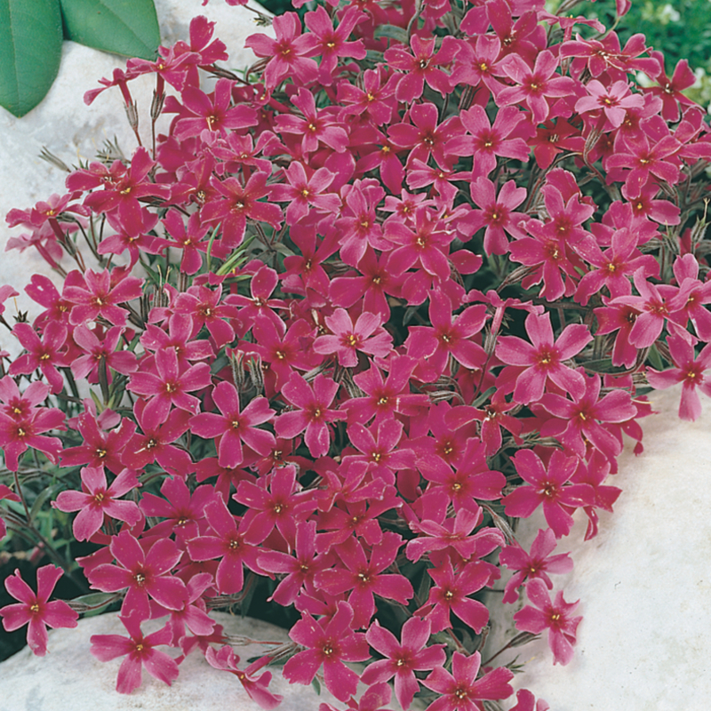 Флокс subulata Atropurpurea (Florensis)