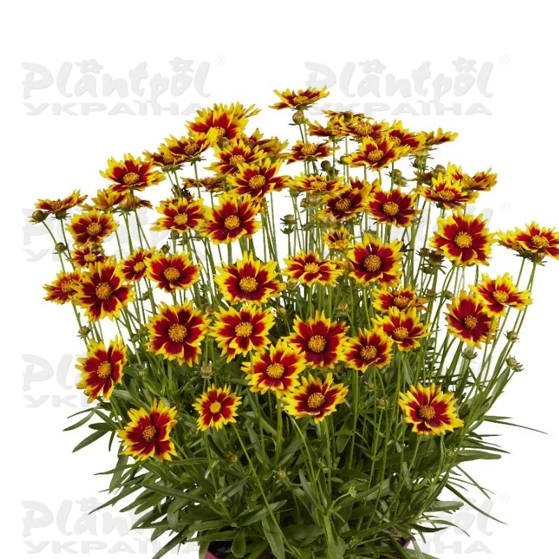 Фото 3