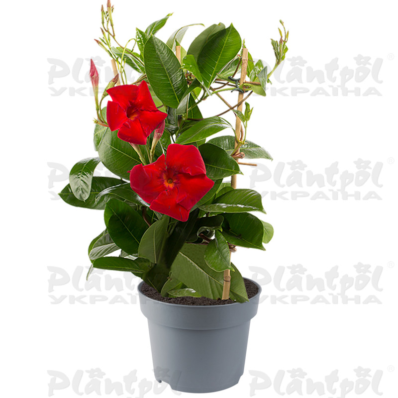 Дипладенія (Сундавіл) Mandevilla Agate XXL Scarlet