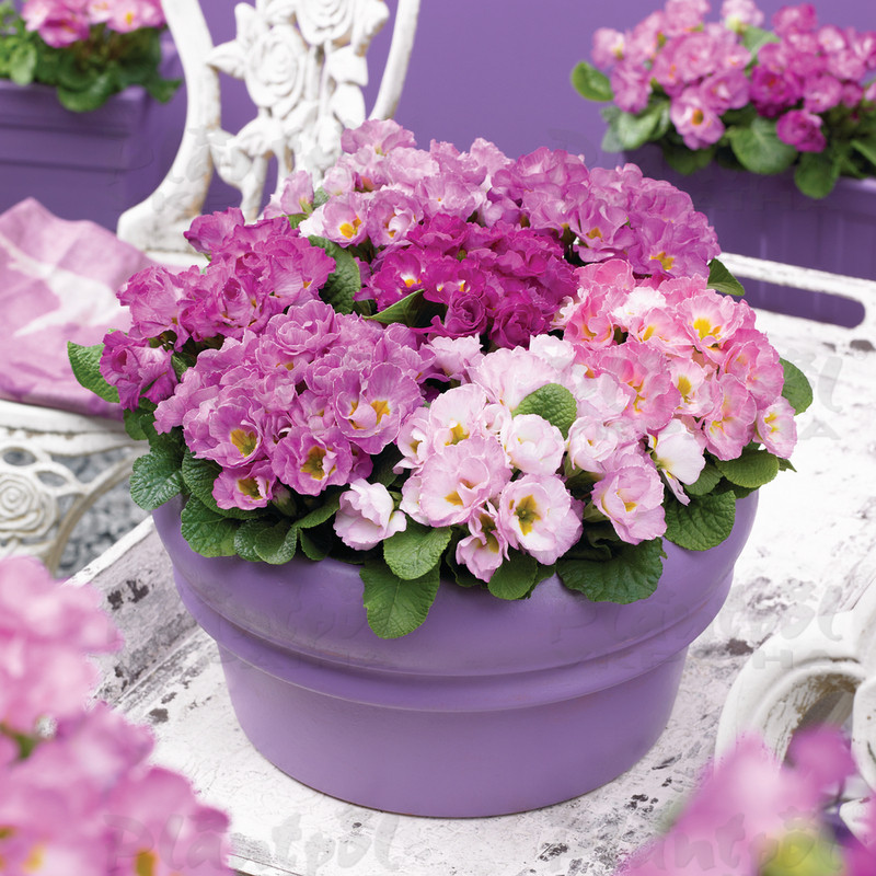 Примула vulgaris Suze Rose