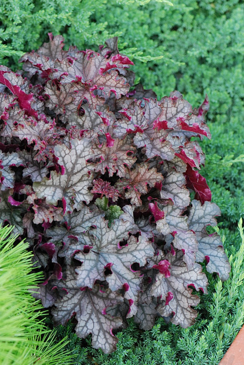 Гейхера Can Can (Vitroflora)