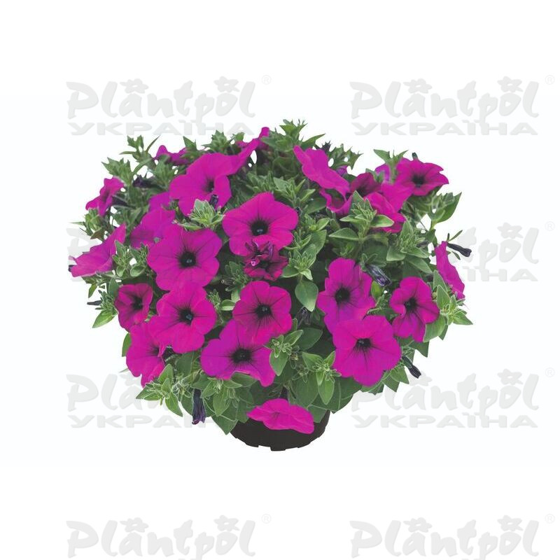 Петунія Kuyamba Purple