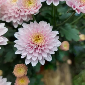 Фото 6